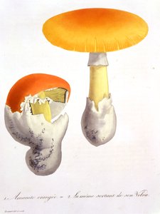 Amanita Caesaria de &39;Phytographie Medicale&39; por Joseph Roques (1772-1850), publicado em 1821