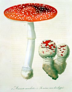 Amanita Muscaria de &39;Phytographie Medicale&39; por Joseph Roques (1772-1850), publicado em 1821