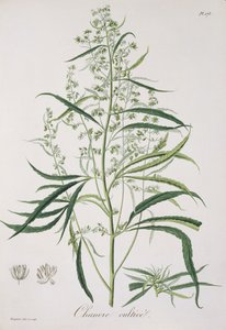 Cannabis Sativa de &39;Phytographie Medicale&39; por Joseph Roques (1772-1850), publicado em 1821