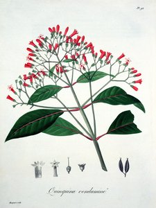 Cinchona de &39;Phytographie Medicale&39; de Joseph Roques (1772-1850), publicada em 1821