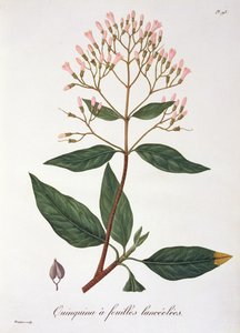Cinchona de &39;Phytographie Medicale&39; de Joseph Roques (1772-1850), publicada em 1821