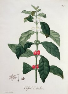 Coffea Arabica de &39;Phytographie Medicale&39; por Joseph Roques (1772-1850), publicado em 1821