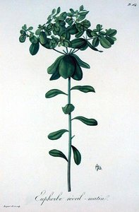 Euphorbia Helioscopia de 