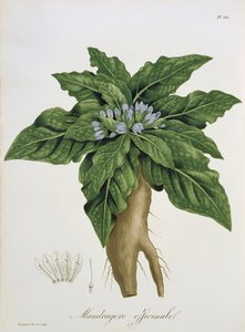 Mandragora Officinarum, de &39;Phytographie Medicale&39;, de Joseph Roques (1772-1850), publicado em 1821