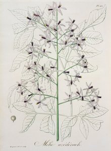 Melia Azedarach de &39;Phytographie Medicale&39; por Joseph Roques (1772-1850), publicado em 1821
