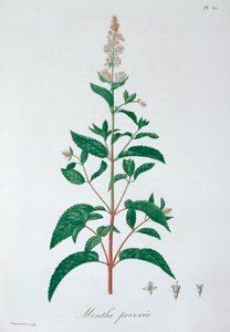 Mentha Piperita Peppermint, 1821 de LFJ Hoquart