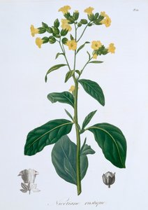 Nicotiana Tabaco, 1821 de LFJ Hoquart