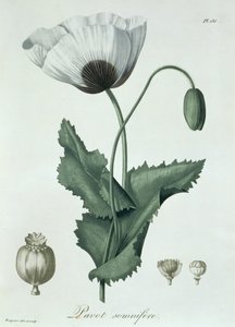 Papaver Somniferum, de "Phytographie Medicale", de Joseph Roques (1772-1850), publicado em 1821