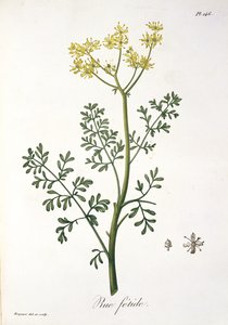 Rue de &39;Phytographie Medicale&39; por Joseph Roques (1772-1850), publicado em 1821