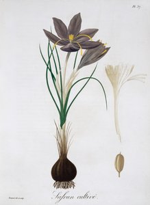 Saffron Crocus, 1821.   de LFJ Hoquart