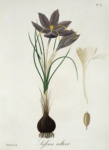 Açafrão Crocus de &39;Phytographie Medicale&39; por Joseph Roques (1772-1850), publicado em 1821