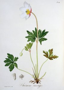 Anêmona de madeira de &39;Phytographie Medicale&39; de Joseph Roques (1772-1850), publicada em 1821