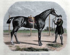 O cavalo de corrida inglês Eclipse. Ilustração de Rouyer. de L. (after) Rouyer