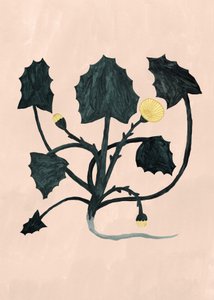 Planta desconhecida, 2018