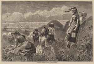 Colhendo Bagas de Lagarde after Winslow Homer