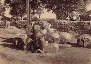 Touros ou Nadias com entalhes ornamentais Vista lateral, Warangal, Hyderabad, Deccan