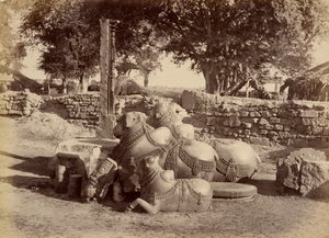 Touros sagrados no Forte de Warungal