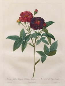 As Rosas: Rosa Gallica Purpurea Velutina Parva de Langlois