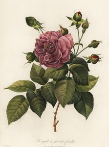 Rosa de bengala, variedade Rosa chinensis, Bengala de folhas grandes de Langlois Langlois