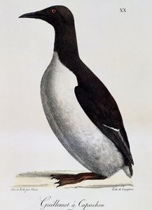 Murrelet comum (Uria aalge), de Voyage pittoresque autour du monde