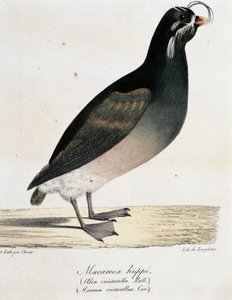 Crested Auklet (Aethia cristatella), da Voyage pittoresque autour du monde