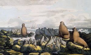 Ursos marinhos da Ilha de São Paulo, Alasca, do Voyage pittoresque autour du monde