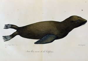 Leão marinho jovem, Califórnia, da Voyage pittoresque autour du monde