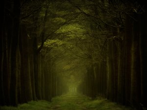 Caminho da Floresta Escura de Lars van de Goor †