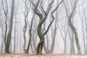 Floresta Invernal Misteriosa de Lars van de Goor †