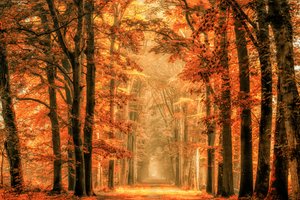 Trilho da Floresta do Outono Dourado de Lars van de Goor †