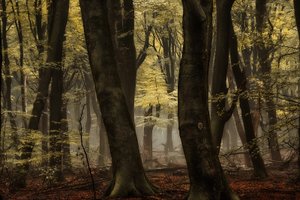 Floresta outonal enevoada de Lars van de Goor †