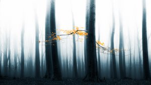Brilho da Floresta Envolvida em Nevoeiro de Lars van de Goor †