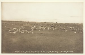 Acampamento de Lambing
