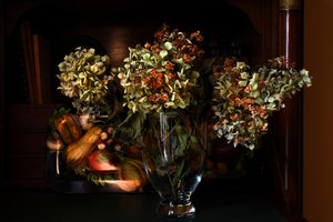 Hortênsias secas de outono de Laura Malaterra
