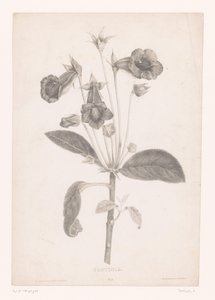 Gloxinia
Gloyinia (título sobre o objecto) de Laure Devéria