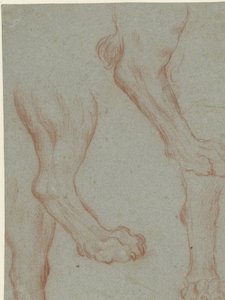 Folha de estudo com duas patas de leão de Leandro Bassano