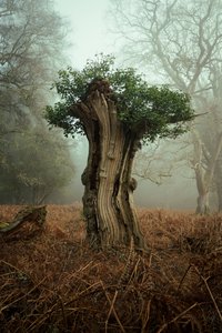 Bonsai antigo, 2025 (foto) de Lee Cooper