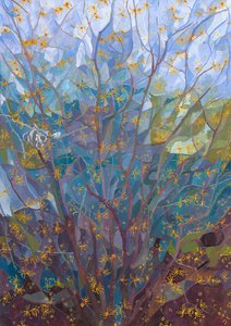 Avelã de bruxa em flor, 2015