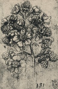 Um spray de amora, c1480 1945 de Leonardo da Vinci
