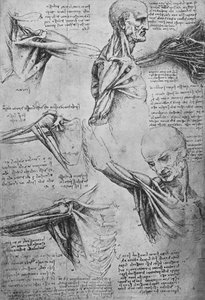 Estudos anatômicos de um pescoço e ombros de um homem, c1480 1945 de Leonardo da Vinci