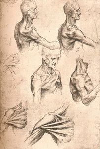Desenho anatômico, c1472-c1519 1883 de Leonardo da Vinci