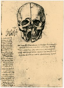 Esboço anatômico de um crânio humano, c1472-1519 de Leonardo da Vinci