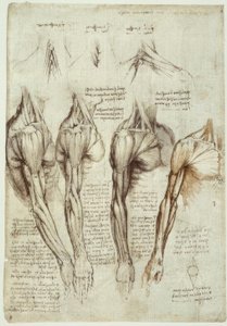 estudos de anatomia de Leonardo da Vinci