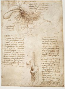 estudos de anatomia de Leonardo da Vinci