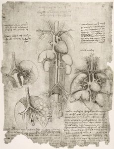 estudos de anatomia de Leonardo da Vinci