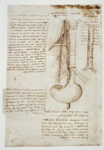 estudos de anatomia de Leonardo da Vinci