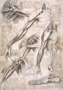 estudos de anatomia de Leonardo da Vinci