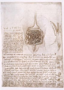 estudos de anatomia de Leonardo da Vinci