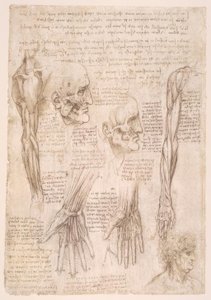 estudos de anatomia de Leonardo da Vinci