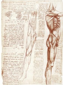 Estudos de anatomia: Musculatura do tronco e pernas de Leonardo da Vinci